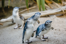 NANZ Penguins in Penguin Cove