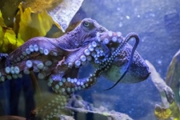 Aquarium Inky the Octopus Aug 2014