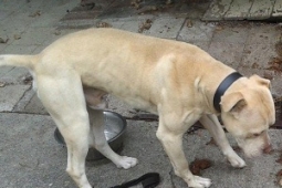 Bronx dog stolen from pound small