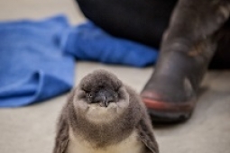 Little Penguin chick