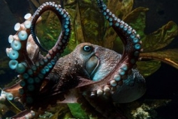National Aquarium Inky the Octopus small