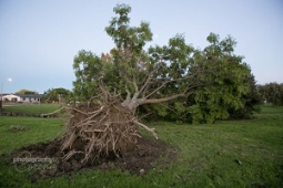 Uprooted tree small