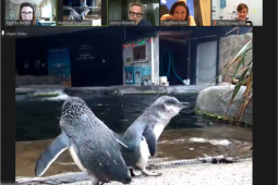 2020 06 16 Penguin online encounters