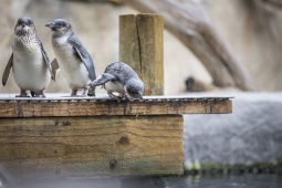 Resized Little Penguins on Pier