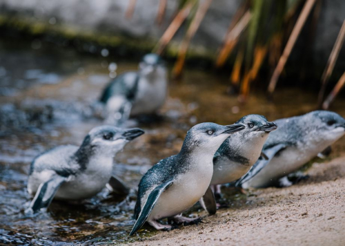 Penguins of the National Aquarium of NZ group.