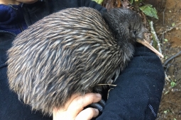 Kiwi release pic 2